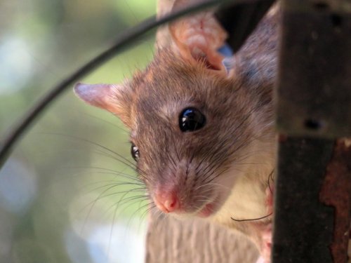 Deratizace bude v dubnu, výskyt potkanů můžete hlásit