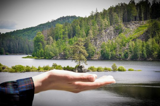 Chudobínská borovice vyhrála titul Evropský strom roku