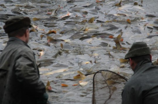 Rybáři vylovili netínský rybník. Vánoční kapr bude velký