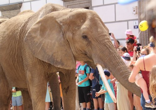 Na meziříčské náměstí zavítali afričtí sloni