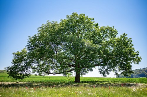 Podpořte strom, který si zaslouží pozornost a péči. Hlasujte v anketě Strom roku