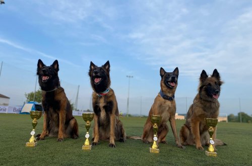 Agility Velké Meziříčí slaví úspěch na mistrovství ČR